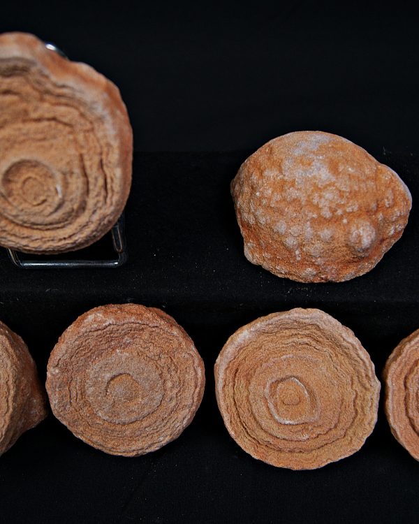 SONY DSC Estromatolito fósil natural