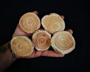 Estromatolito fósil natural