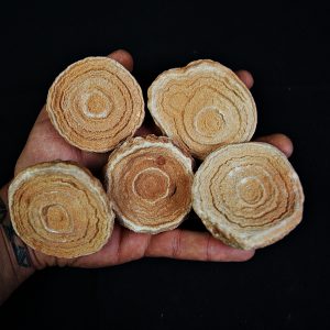 Estromatolito fósil natural