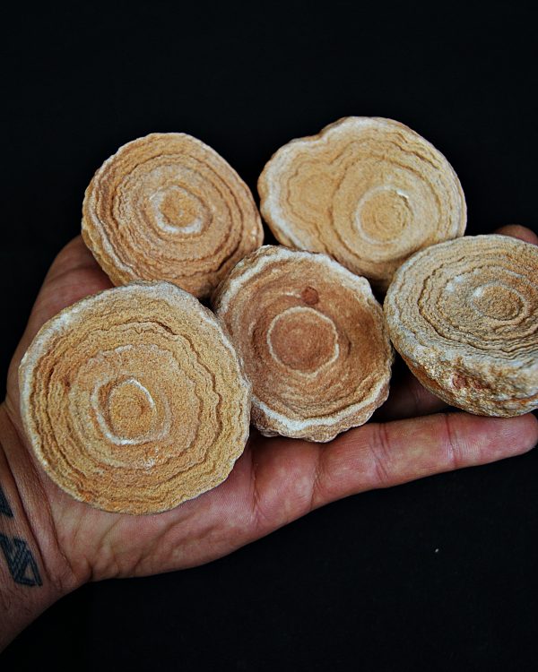 SONY DSC Estromatolito fósil natural