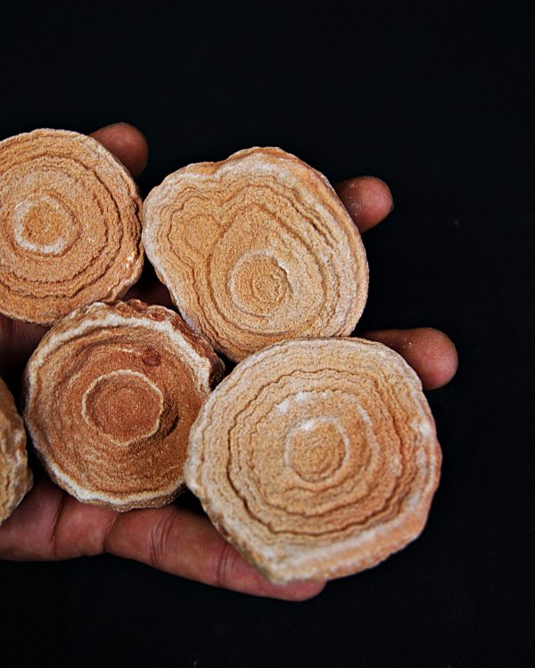 SONY DSC Estromatolito fósil natural