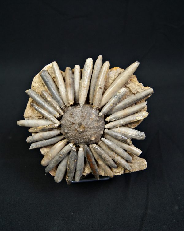 SONY DSC Erizo de mar Asterocidaris bistriata