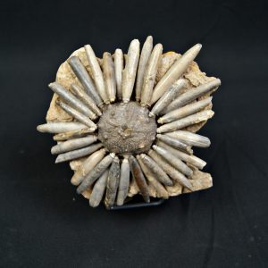 Erizo de mar Asterocidaris bistriata