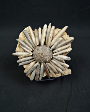 SONY DSC Erizo de mar Asterocidaris bistriata