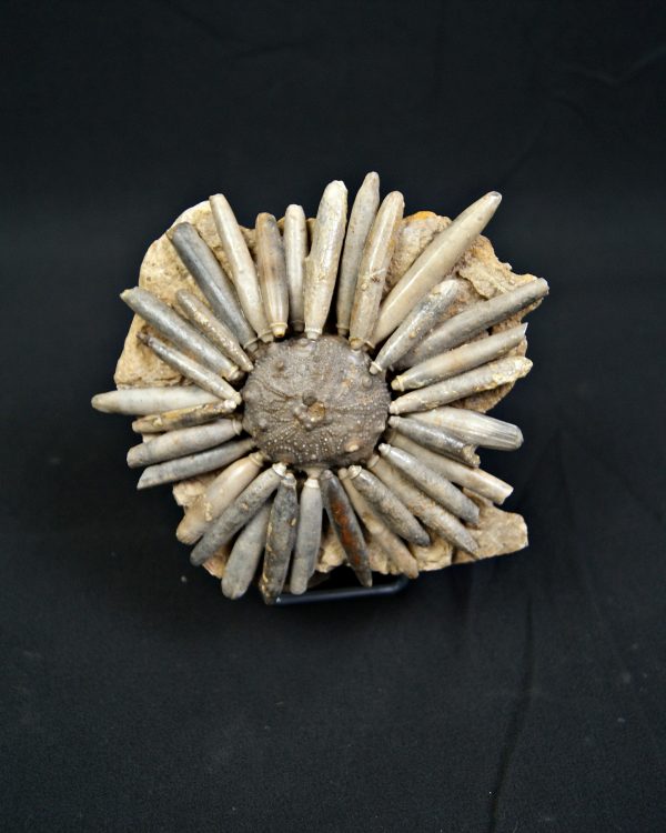 SONY DSC Erizo de mar Asterocidaris bistriata