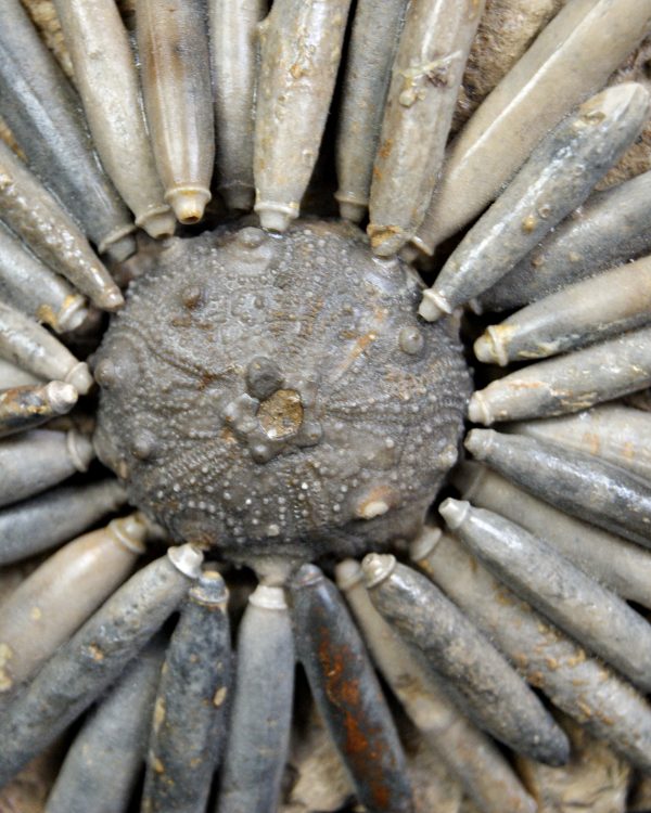 SONY DSC Erizo de mar Asterocidaris bistriata