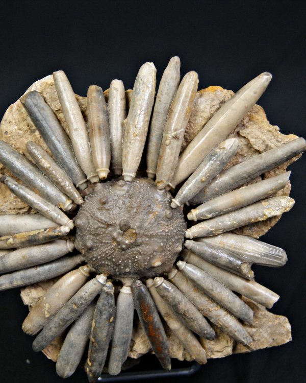 SONY DSC Erizo de mar Asterocidaris bistriata