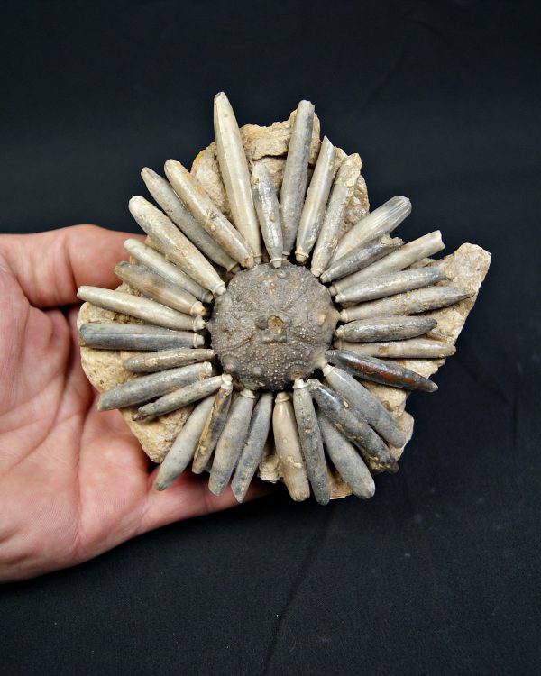 SONY DSC Erizo de mar Asterocidaris bistriata