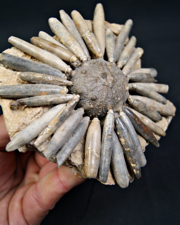 SONY DSC Erizo de mar Asterocidaris bistriata