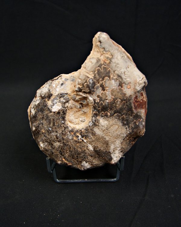 SONY DSC Amonite Mammites fósil