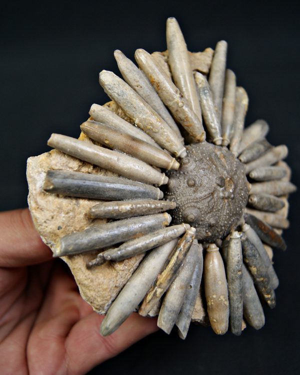 SONY DSC Erizo de mar Asterocidaris bistriata