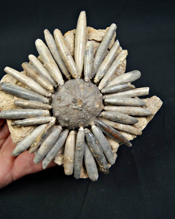 SONY DSC Erizo de mar Asterocidaris bistriata