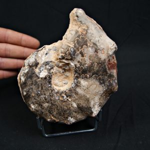 Amonite Mammites fósil