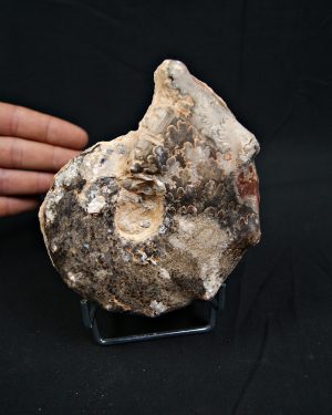 Amonite Mammites fósil