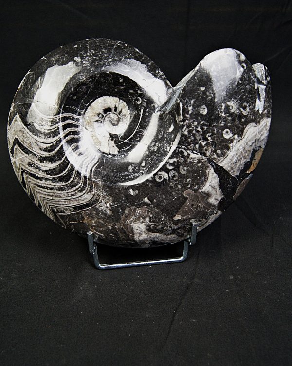 Goniatite fósil pulido