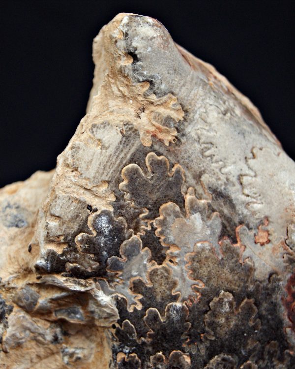 SONY DSC Amonite Mammites fósil