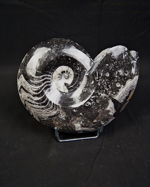 Goniatite fósil pulido