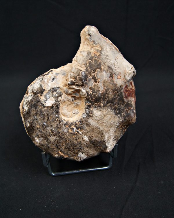 SONY DSC Amonite Mammites fósil