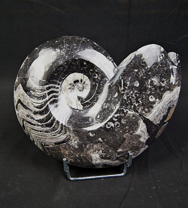 Goniatite fósil pulido