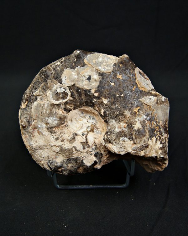 SONY DSC Amonite Mammites fósil