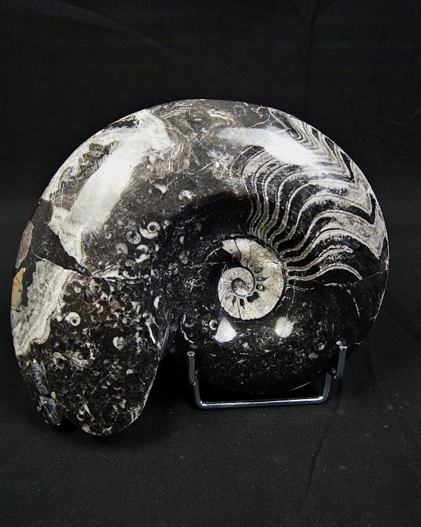 Goniatite fósil pulido