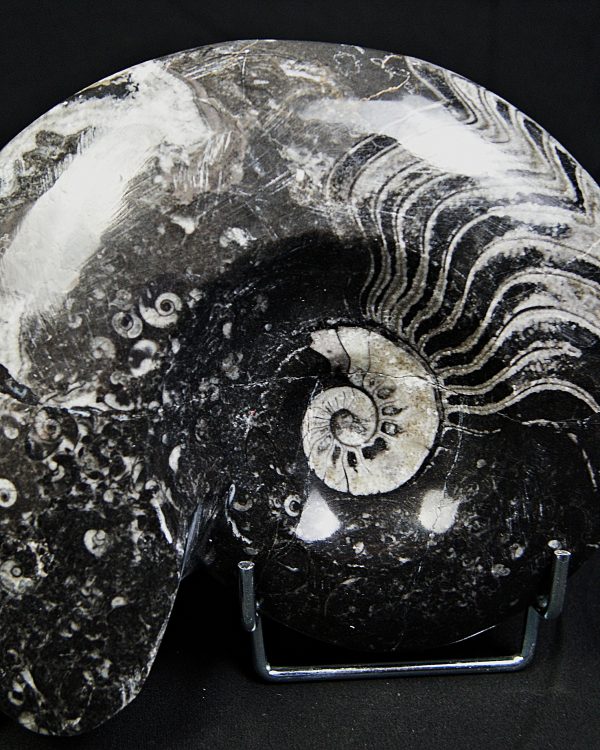 Goniatite fósil pulido