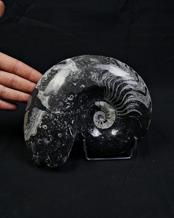 Goniatite fósil pulido