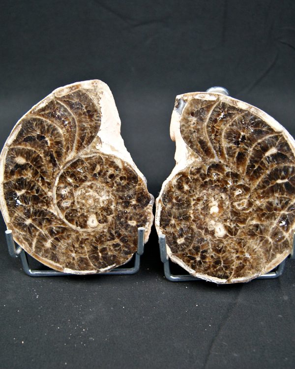 SONY DSC Amonite Mammites cortado y pulido