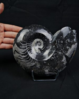 Goniatite fósil pulido