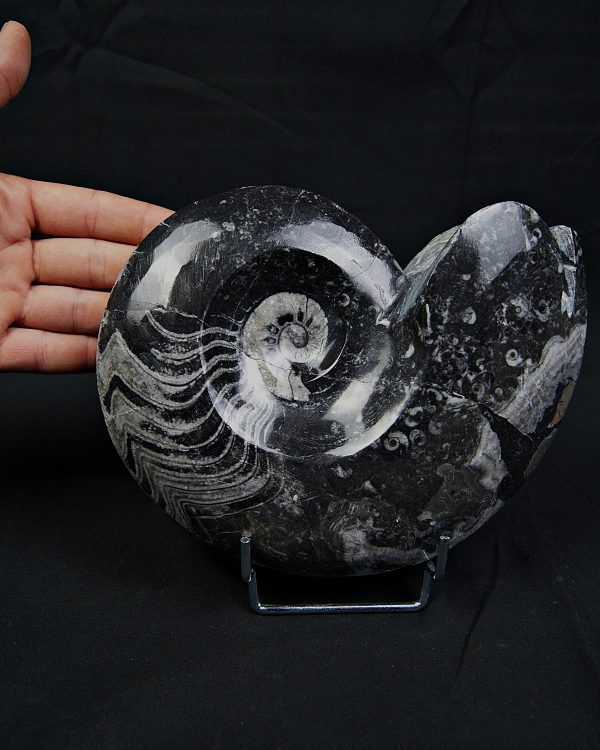 Goniatite fósil pulido