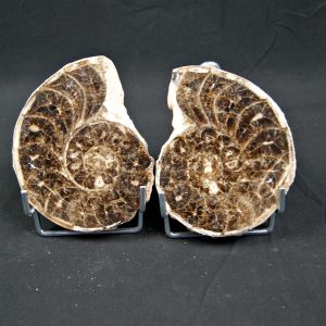 Amonite Mammites cortado y pulido