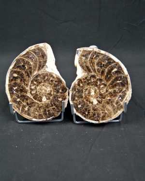 Amonite Mammites cortado y pulido