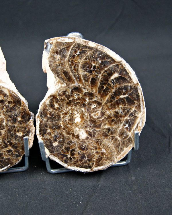 SONY DSC Amonite Mammites cortado y pulido
