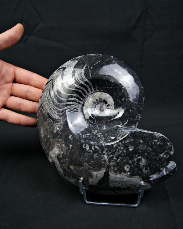 Goniatite fósil pulido