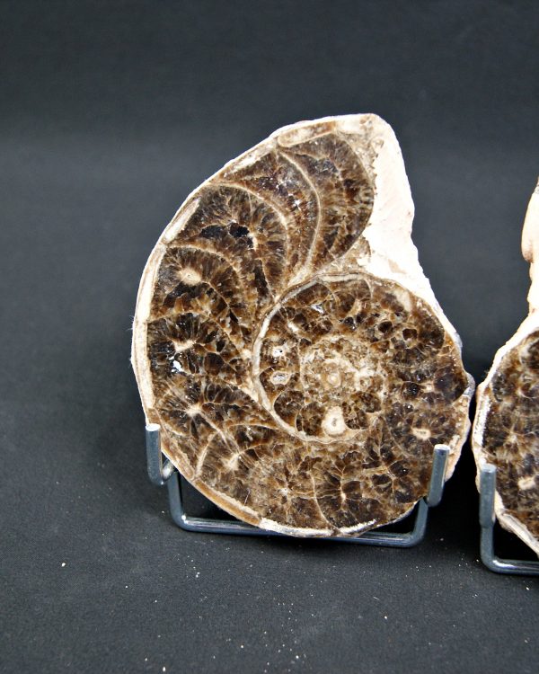SONY DSC Amonite Mammites cortado y pulido