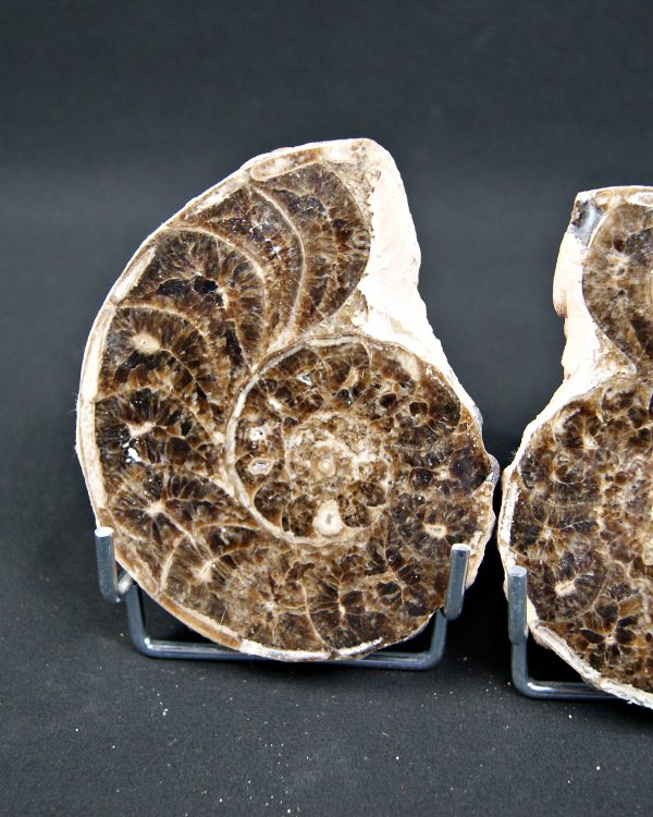 SONY DSC Amonite Mammites cortado y pulido