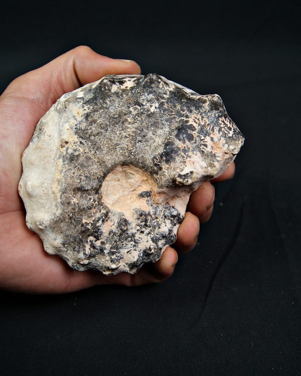 SONY DSC Amonite Mammites cortado y pulido