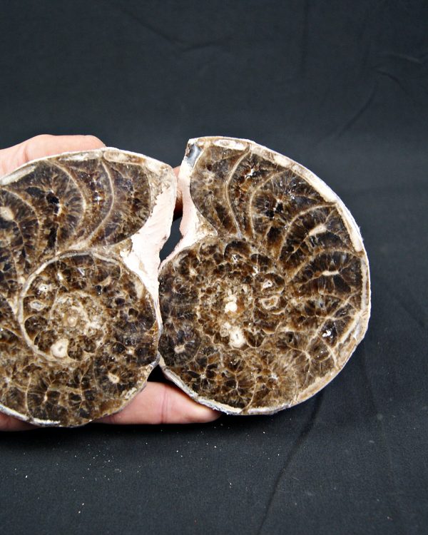 SONY DSC Amonite Mammites cortado y pulido