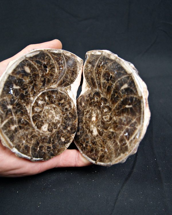 SONY DSC Amonite Mammites cortado y pulido