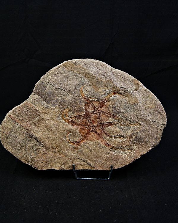 Pareja de ofiuras gran tamaño