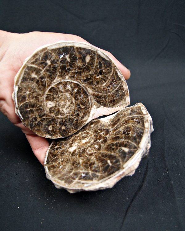 SONY DSC Amonite Mammites cortado y pulido