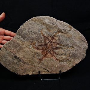 Pareja de ofiuras gran tamaño