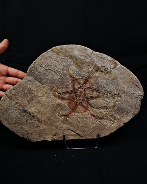 Pareja de ofiuras gran tamaño