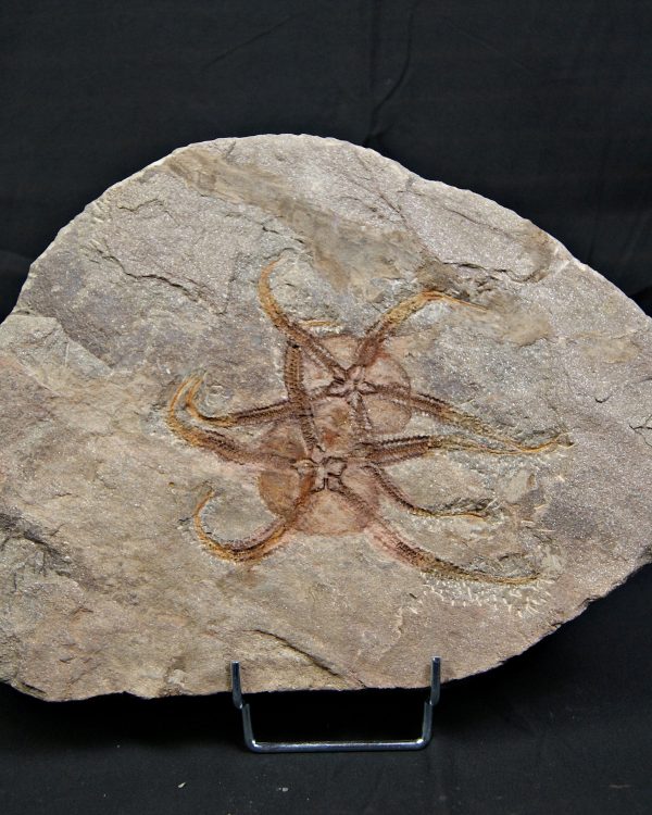 Pareja de ofiuras gran tamaño