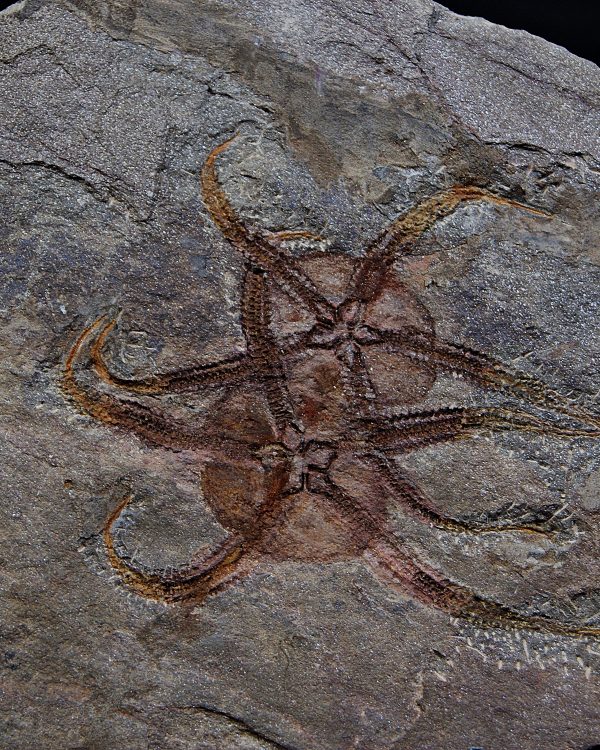 Pareja de ofiuras gran tamaño