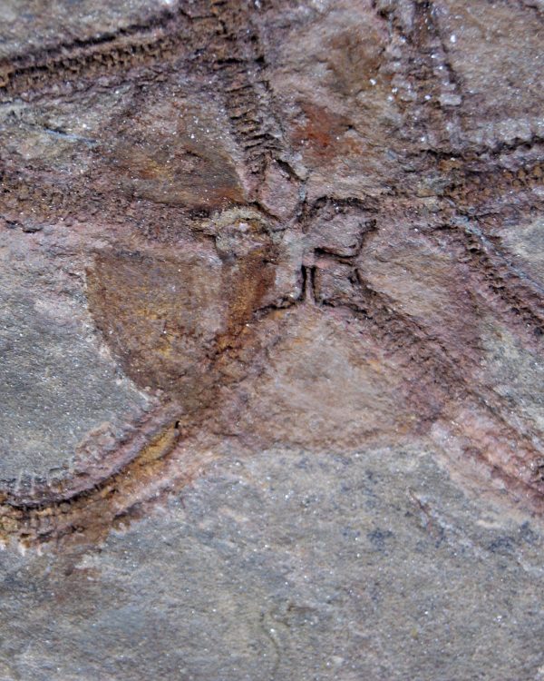 Pareja de ofiuras gran tamaño