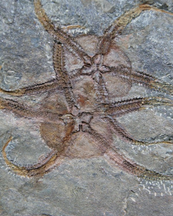 Pareja de ofiuras gran tamaño