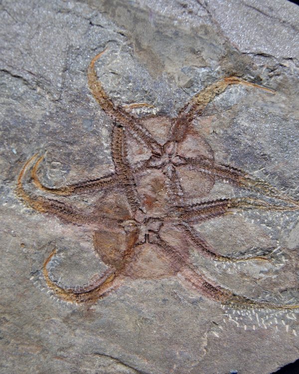 Pareja de ofiuras gran tamaño