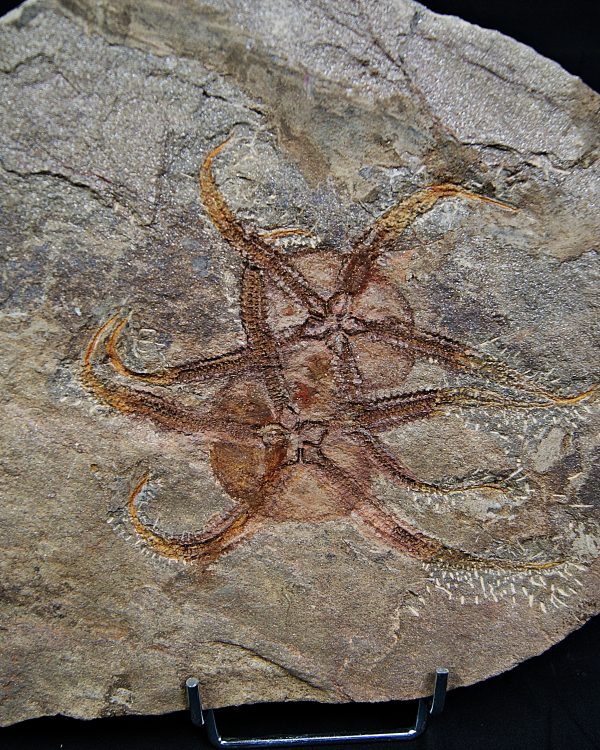 Pareja de ofiuras gran tamaño