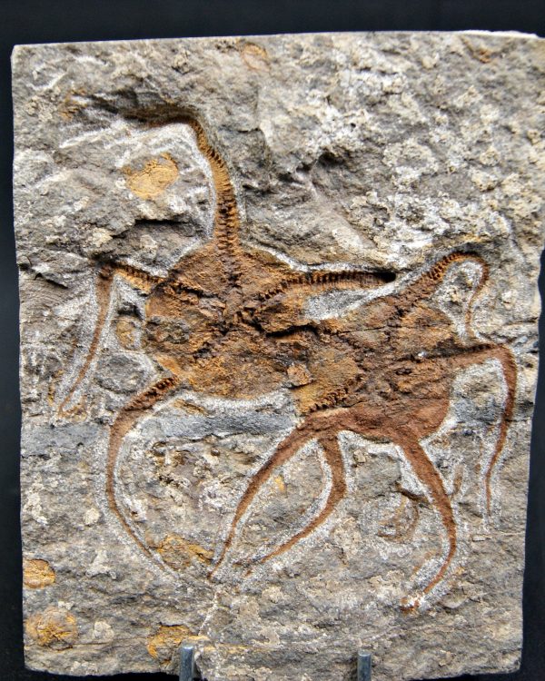 Matriz fósil con pareja de ofiuras